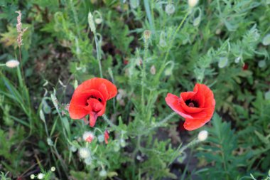 İki güzel tarla gelinciği. Güzel kır çiçekleri.
