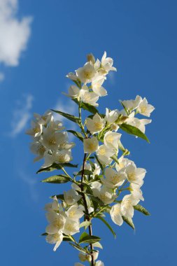 Mavi gökyüzüne karşı çiçek açan yasemin çalısının bir dalı. Güzel kokulu beyaz çiçekler..