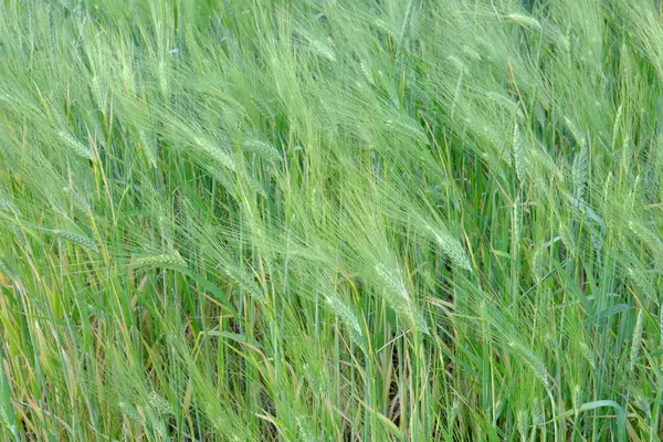 Wheat Ears Background Unripe Grain Harvest Cereals — Stock Photo, Image