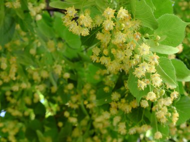 ıhlamur ağacı çiçekleri. Çiçek açan ıhlamur..