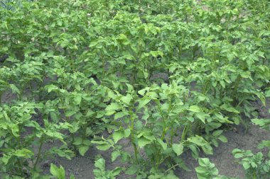 Bahçede patates sapları. Ev yapımı sebzeler.