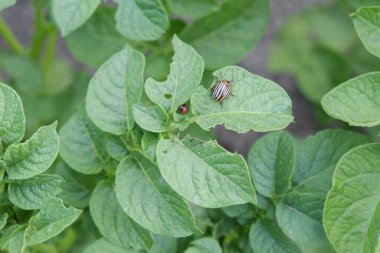 Colorado patates böceği patates çalılığında. Böcek ilacı..