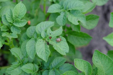 Colorado patates böceği patates çalılığında. Böcek ilacı..