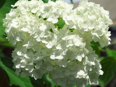 Beyaz ortanca şişkinliği, yakın plan. Güzel beyaz çiçekler.