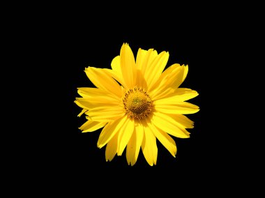 Arnica mountain, close-up. Beautiful yellow flower. Isolated on a black background. clipart