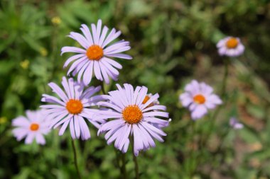 Mor yapraklı papatyalar. Küçük güzel çiçekler.
