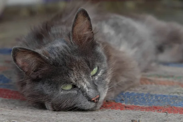 Гарний Сірий Кіт Лежить Домотканому Килимку Портрет Кота — стокове фото