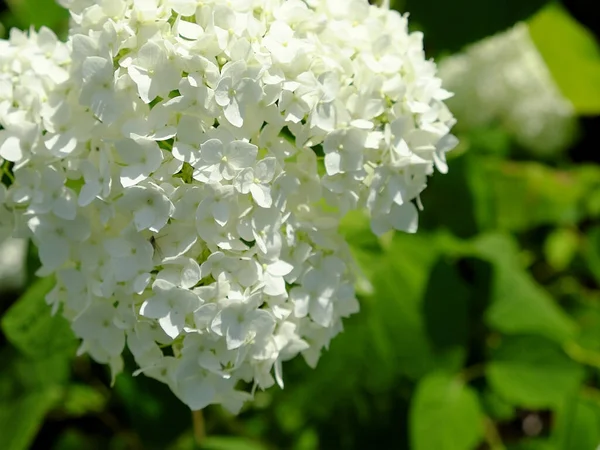 Beyaz Ortanca Şişkinliği Yakın Plan Güzel Beyaz Çiçekler — Stok fotoğraf