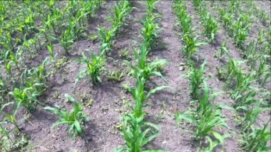 Rüzgarda sallanan mısır filizleri. Bahçede mısır yetişir.. 