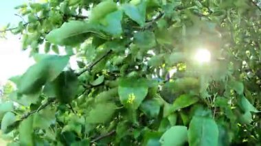 Armut ağacı rüzgarda sallanıyor.. 