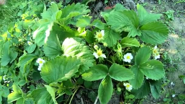 Flowering Strawberry Bush Sways Wind — Stock Video