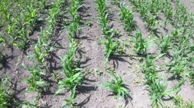 Rüzgarda sallanan mısır filizleri. Bahçede mısır yetişir.. 