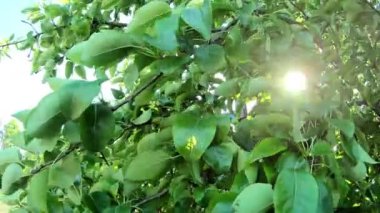 Armut ağacı rüzgarda sallanıyor. Yavaş çekim.