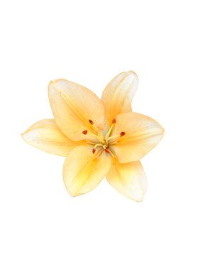 Zambak çiçeği yakın plan. Krem rengi taç yaprakları olan büyük bir çiçek. Beyaz bir arkaplanda izole edilmiş.