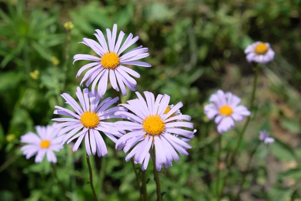Gänseblümchen Mit Violetten Blütenblättern Kleine Schöne Blumen — Stockfoto