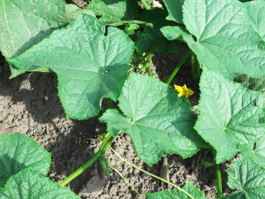 Bir salatalık çiçeği. Yurtiçinde yetişen salatalıkların kökleri..