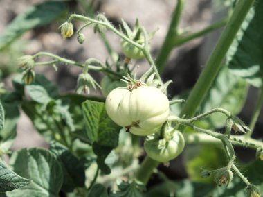 Ev yapımı domatesler. Olgunlaşmamış ev yapımı ürünler çalısı..