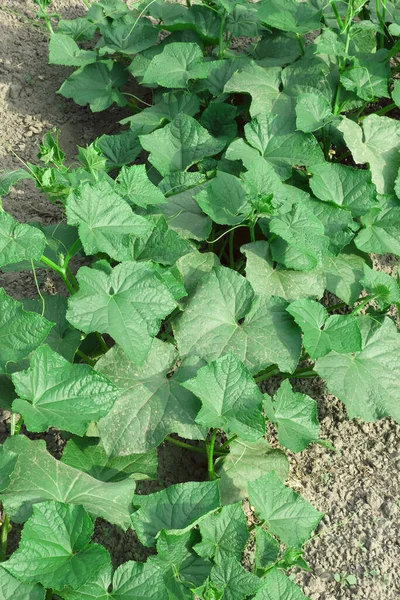 Los Tallos Del Pepino Sobre Cama Vegetal Hortalizas Cosecha Propia — Foto de Stock