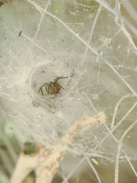 Aranha Assustadora Teia Casa Aranha — Fotografia de Stock