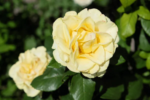 Róża Śmietankowa Zbliżenie Piękny Duży Kwiat Kremowymi Płatkami — Zdjęcie stockowe