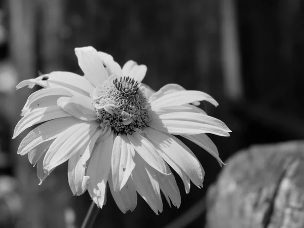 Arnica mountain, close-up. Beautiful flower. Black and white image.