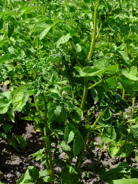 Potato bush on a vegetable bed. Homegrown vegetables.