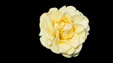 Kremalı gül, yakın plan. Bir gül. Siyah bir arkaplanda izole edilmiş.