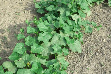 Sebze yatağında salatalık avcılığı. Ev yapımı sebzeler.