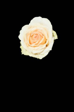 Kremalı gül, yakın plan. Bir gül. Siyah bir arkaplanda izole edilmiş.