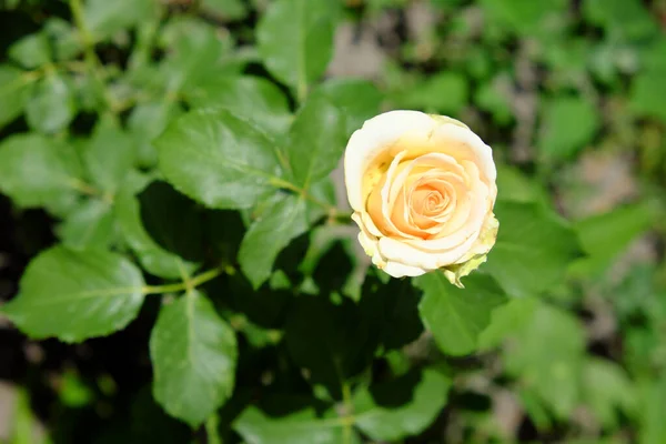 Róża Śmietankowa Zbliżenie Piękny Duży Kwiat Kremowymi Płatkami — Zdjęcie stockowe