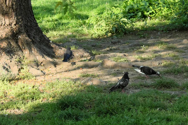 나무뿌리 근처에 비둘기 — 스톡 사진