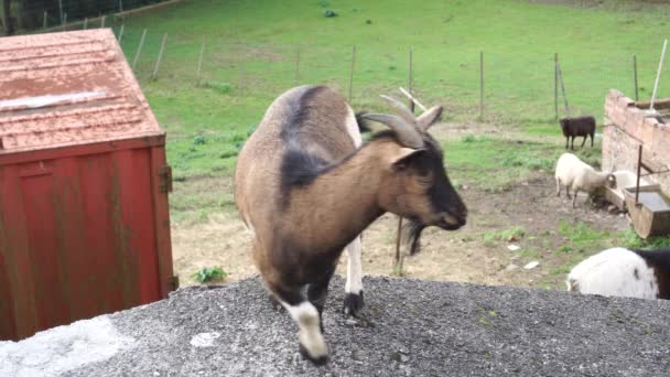 Jeune beau gosse brun monté sur le toit de la grange et se promène dans la cour du ranch avec d'autres animaux de compagnie 