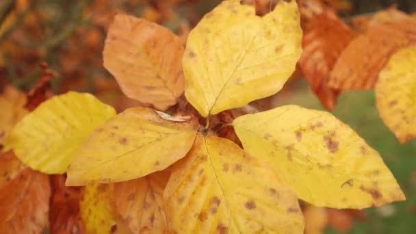 Bellissimo Ramo Albero Con Grandi Foglie Gialle Rosse Ondeggia Nel — Video Stock