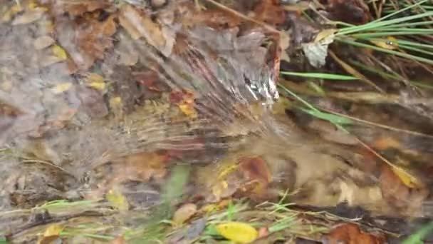 Vattnet Liten Skogsbäck Med Grönt Gräs Och Fallna Löv Rinner — Stockvideo