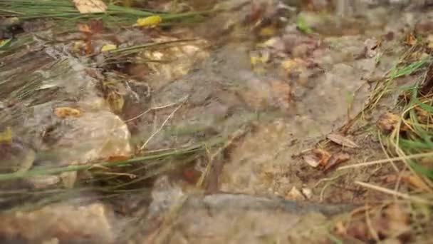 Vattnet Liten Skogsbäck Med Grönt Gräs Och Fallna Löv Rinner — Stockvideo