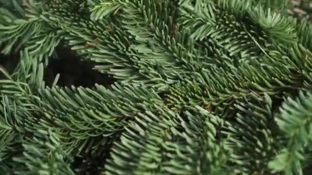 Living Spruce Tree Branch Green Fresh Needles Falls Table Close — Stock Video