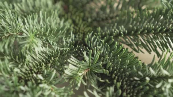 Fresh Spruce Tree Branch Green Needles Close Camera Track Christmas — Stock Video