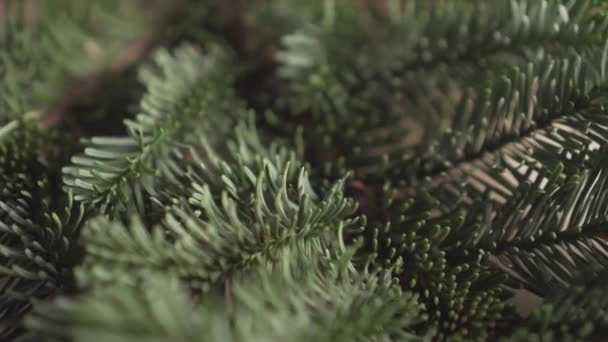 Friss Lucfenyő Zöld Tűkkel Közelről Forog Makró Lövés Karácsonyi Dekorációk — Stock videók