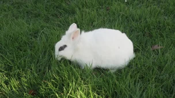 一只黑眼睛的小白兔在草坪上吃新鲜的草 乡村的宠物 — 图库视频影像