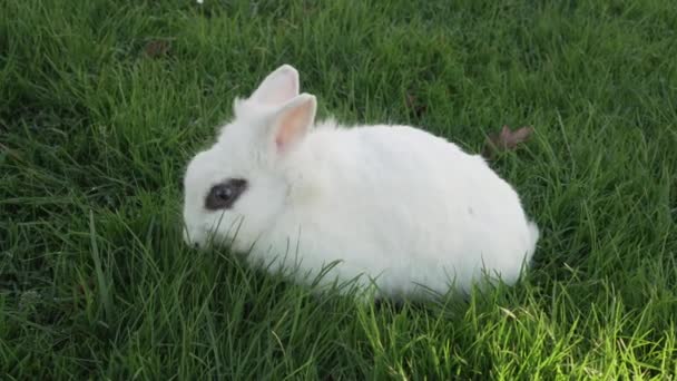 茶色の目をした小さな白いウサギは晴れた日に芝生の上で新鮮な草を食べる — ストック動画
