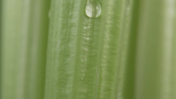 Gotas Agua Pura Caen Descienden Lentamente Largo Los Tallos Verdes — Vídeos de Stock