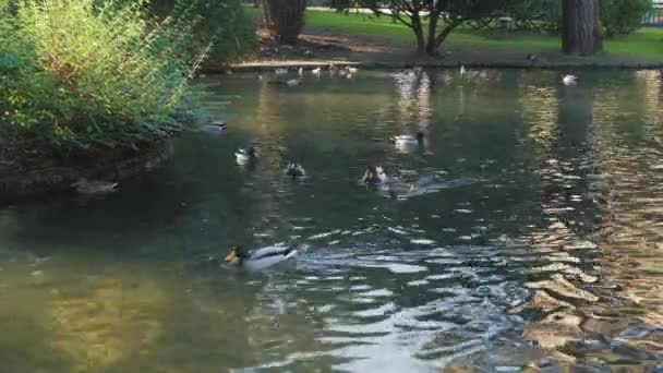 Beaucoup de beaux canards colverts nagent dans un étang de parc recouvert d'arbres et de végétation. Oiseaux de couleur marron et vert vif blanc avec des becs jaunes. Vie sauvage 