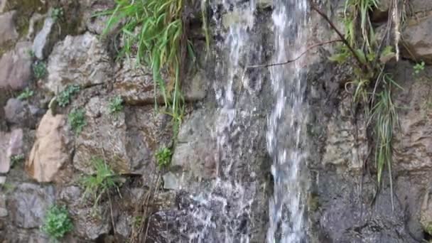 Stream Water Flows Falls Rocky Cliff Overgrown Vegetation Slow Motion — Stock Video