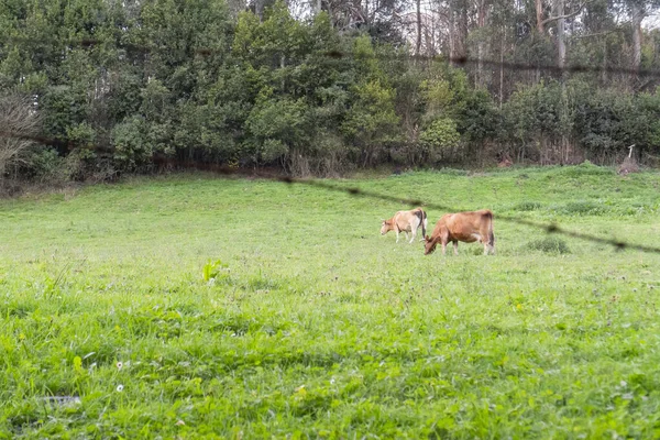 Δύο Καφέ Αγελάδες Τρώνε Ένα Πράσινο Λιβάδι Φρέσκο Γρασίδι Κοντά — Φωτογραφία Αρχείου