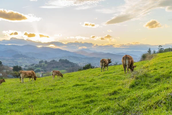 Les Vaches Brunes Paissent Mangent Herbe Fraîche Sur Une Colline — Photo