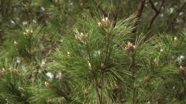 Kozalaklı bir ormanda, küçük kahverengi kozalaklı çam dalları ve rüzgarda hareket eden yeşil iğneler. Ağaçların ve mavi gökyüzünün arka planında