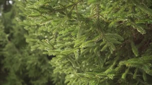 Jeunes Branches Épinette Fraîche Aux Aiguilles Vertes Déplacent Dans Vent — Video