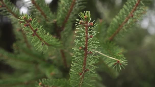 Una Rama Picea Joven Con Agujas Verdes Bosque Coníferas Día — Vídeo de stock