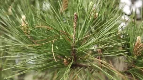 Rama Pino Con Agujas Verdes Bosque Coníferas Día Soleado Movimiento — Vídeos de Stock