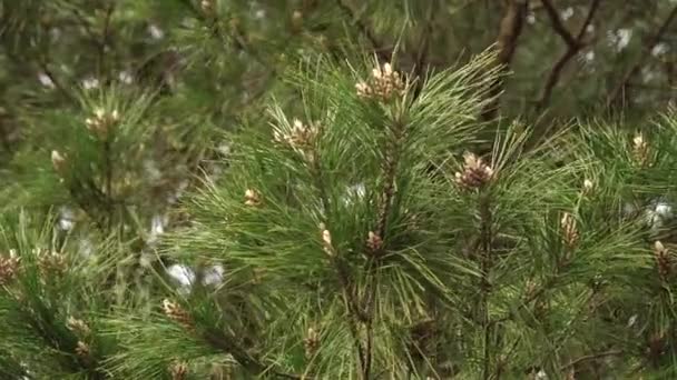 Una Foresta Conifere Rami Pino Con Giovani Piccoli Coni Marroni — Video Stock